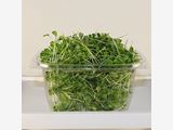 Fresch Microgreens