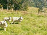 Wiltshire Ram Swap or Sale