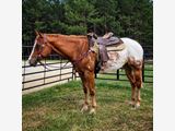 Beautiful Appaloosa gelding horse