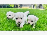 Super Cute Maltess X Bichon Puppies for sale