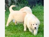 Gorgeous AKC Reg Golden Retriever Puppies