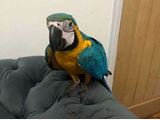 ***Dna Female Blue & Gold Macaw**