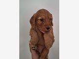 F1b Cockapoo puppies