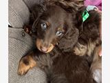 KC reg, champ bloodline Mini long hair Dachshunds