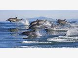 Book Dolphin &  Cruise Tauranga Shaara Deals